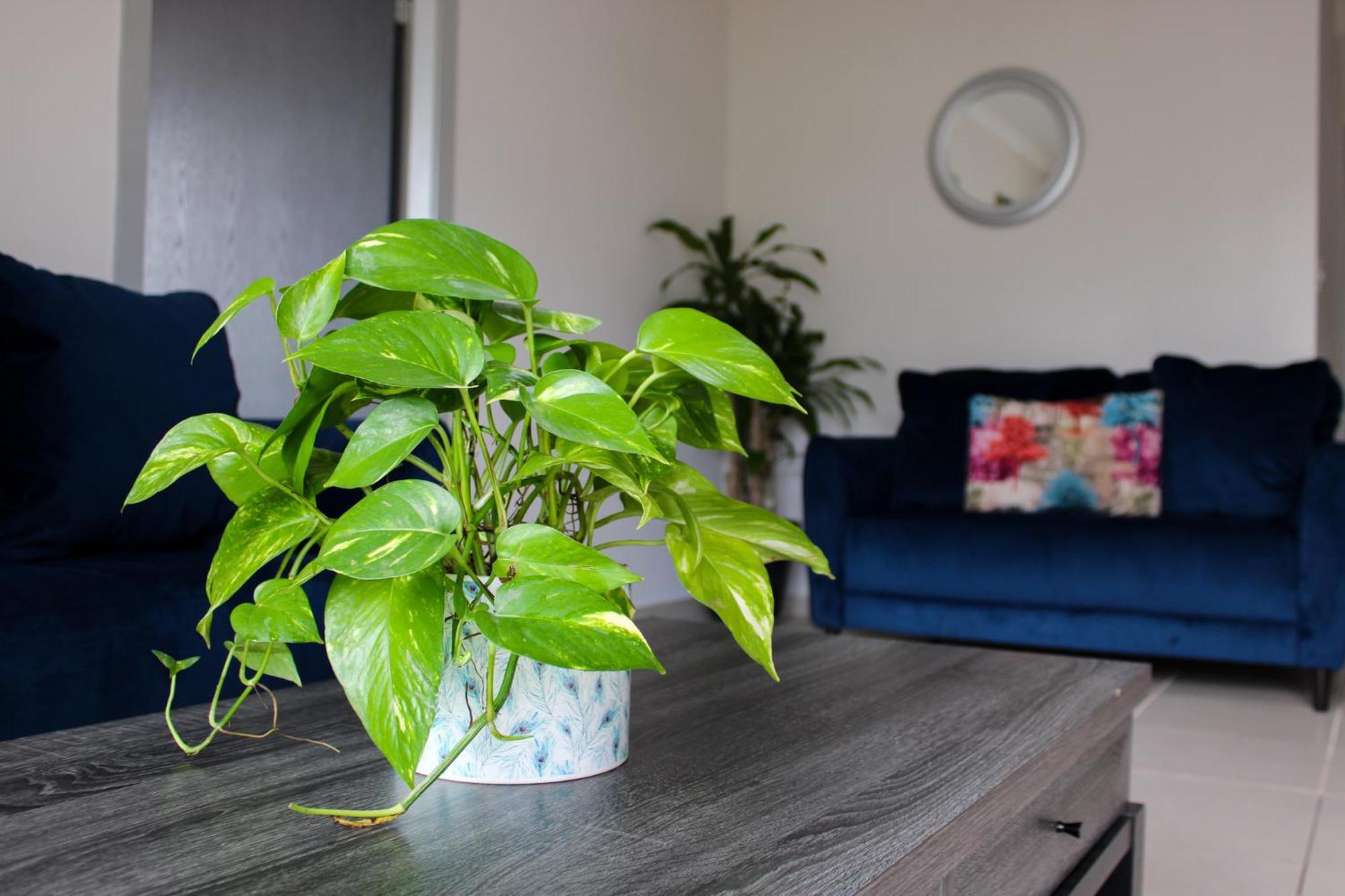 Great Family Apartment In تيجوسيجالبا المظهر الخارجي الصورة
